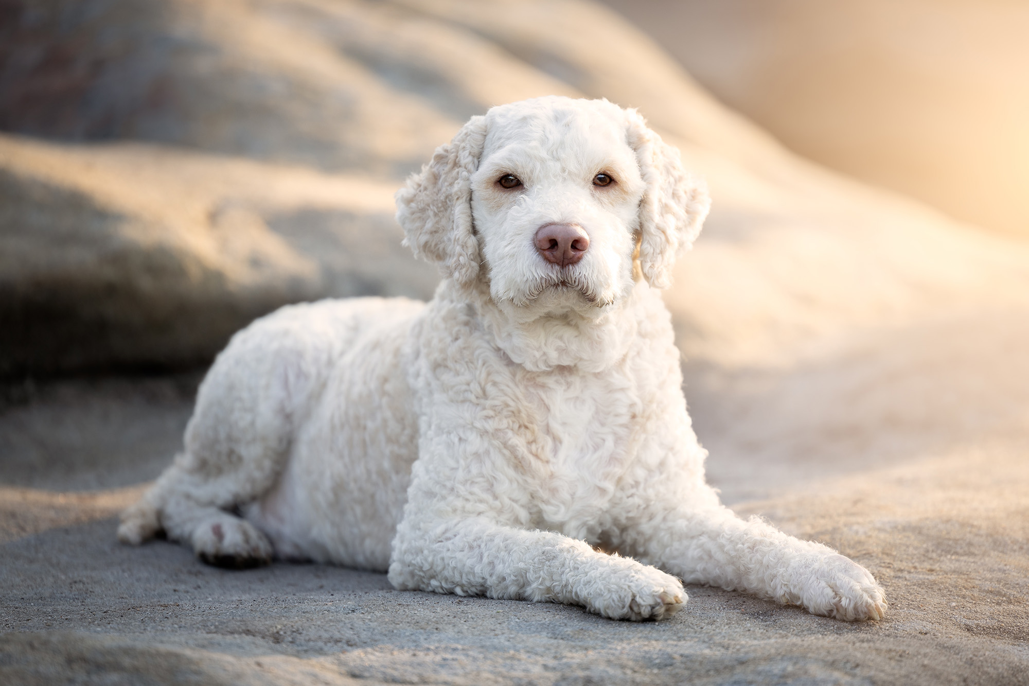 Lagotto Romagnolo